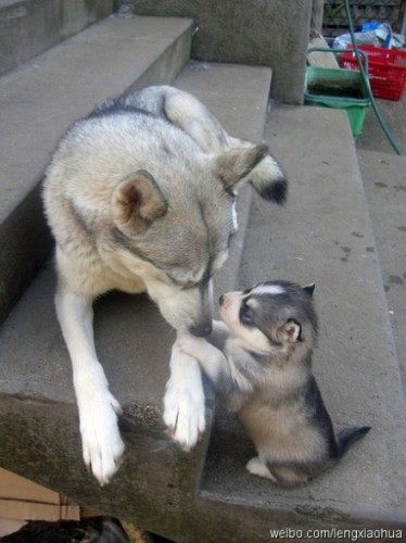 cute-puppies-dogs-husky