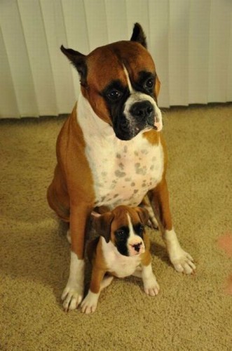 mom-and-puppy