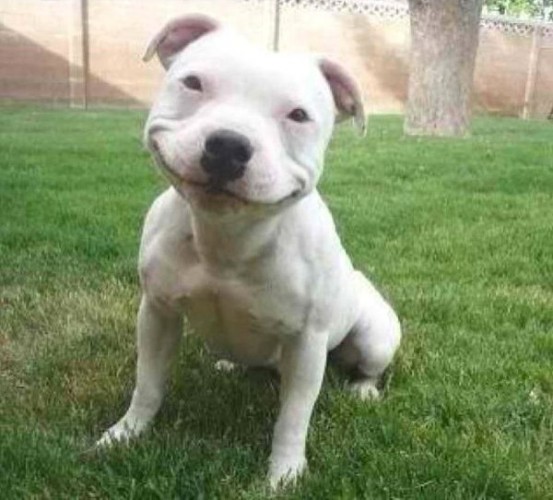 smiling-pit-bull-dog