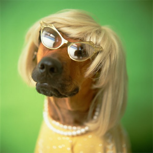 DOG-IN-WIG-10-1320333418